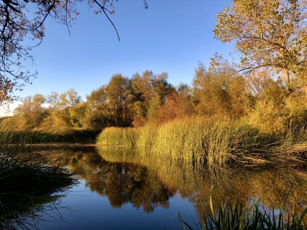 /Images/uploads/Sonoma County Regional Parks Foundation/springlake50/entries/28821thumb.jpg